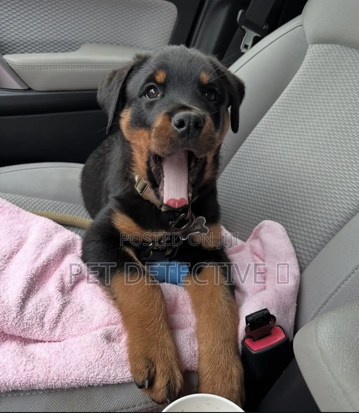 1-3 months Male Purebred Rottweiler