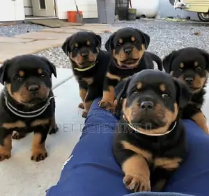 1-3 months Male Purebred Rottweiler
