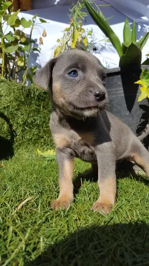 1-3 months Male Purebred American Pit Bull Terrier
