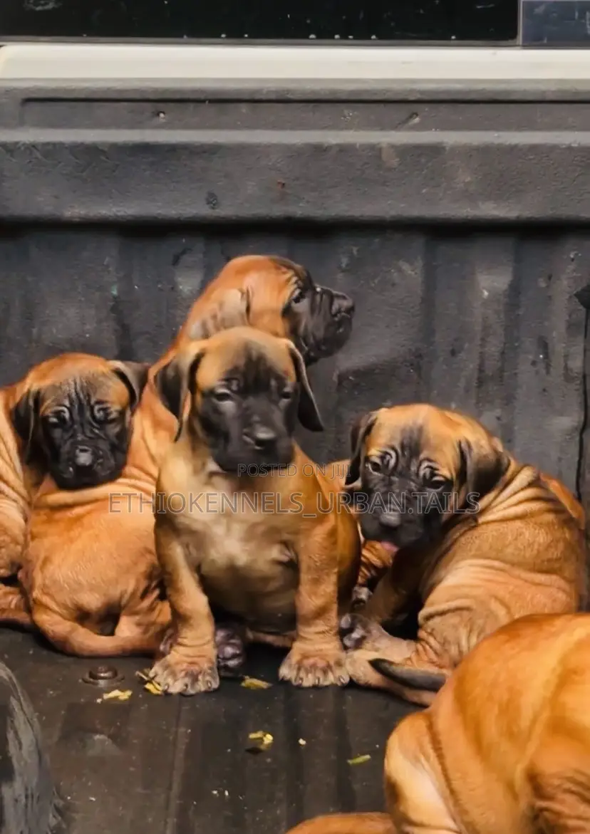 1-3 months Male Purebred Boerboel