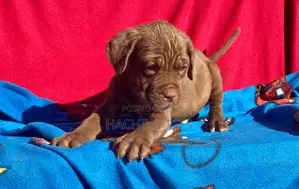 1-3 months Male Purebred Boerboel