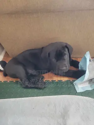 1-3 months Male Purebred Boerboel
