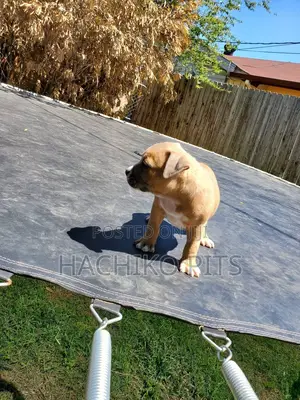 1-3 months Male Purebred American Pit Bull Terrier