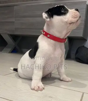 1-3 months Male Purebred American Bully