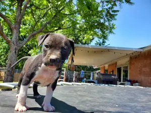 1-3 months Male Purebred American Bully