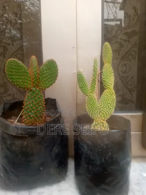 Cactus  Plant