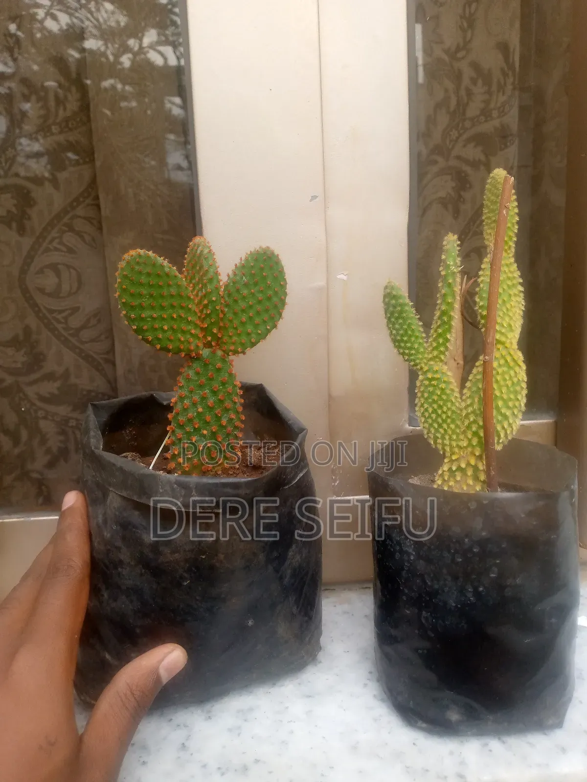 Cactus  Plant
