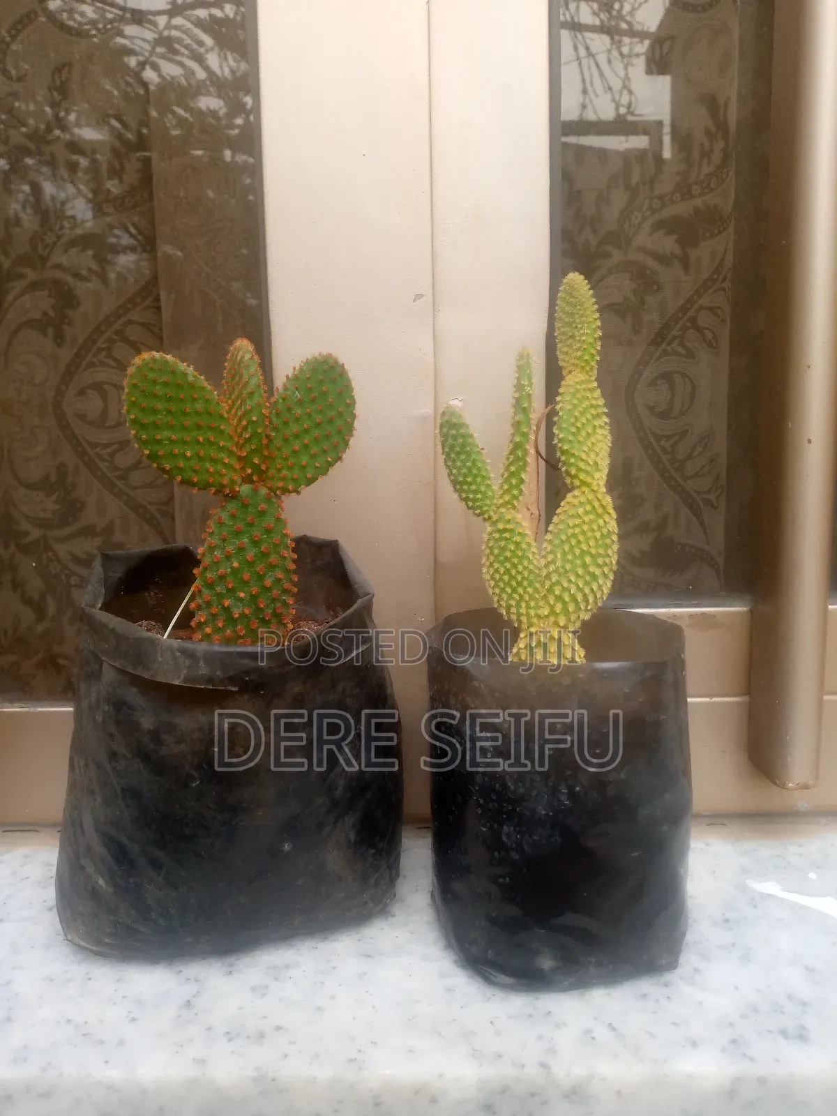 Cactus  Plant