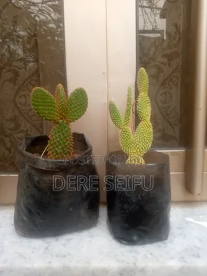 Cactus  Plant