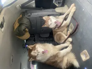 6-12 months Male Purebred Siberian Husky