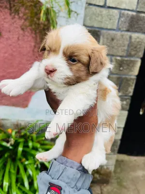 1-3 months Male Purebred Maltese