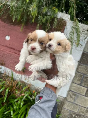 1-3 months Male Purebred Maltese