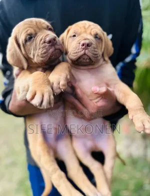 1-3 months Male Purebred Bullmastiff