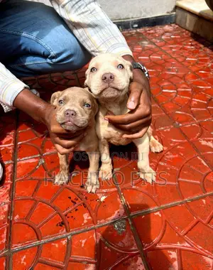 1-3 months Male Purebred American Pit Bull Terrier
