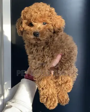 1-3 months Male Purebred Poodle