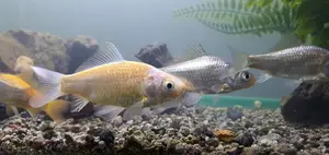 Grey Fish Only