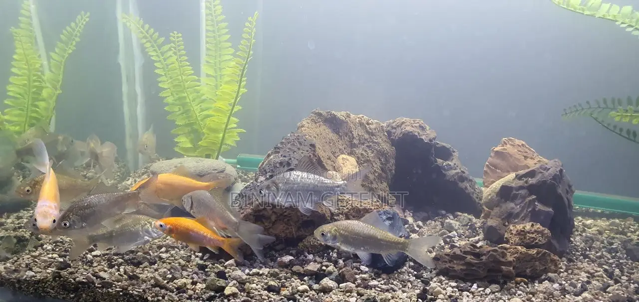 Grey Fish Only