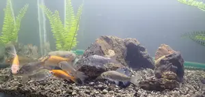 Grey Fish Only