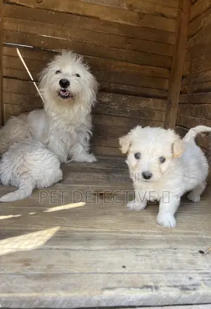 1-3 months Male Purebred Maltese