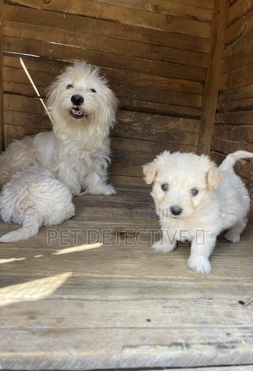 1-3 months Male Purebred Maltese