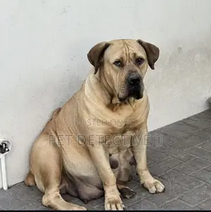 1-3 months Male Purebred Boerboel