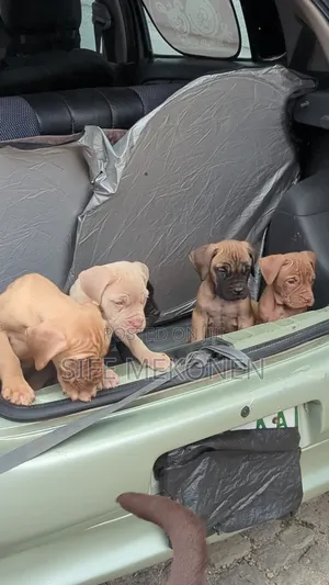1-3 months Male Purebred Bullmastiff