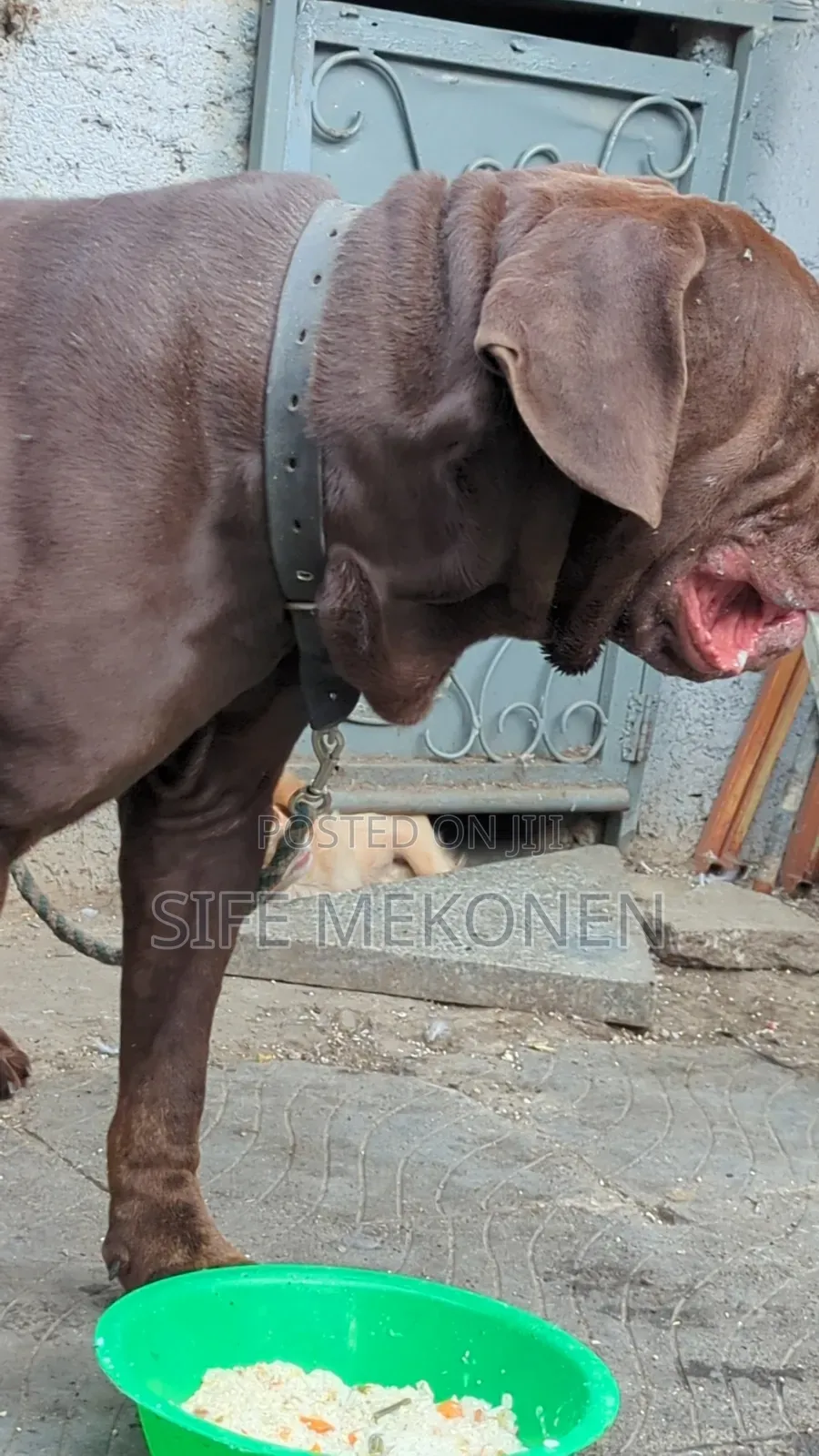 1-3 months Male Purebred Bullmastiff
