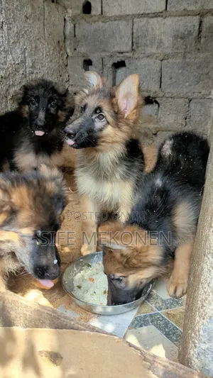 1-3 months Male Purebred German Shepherd