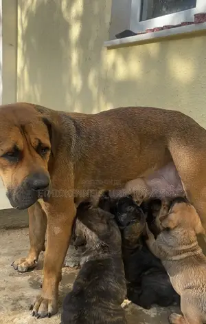 1-3 months Male Purebred Boerboel