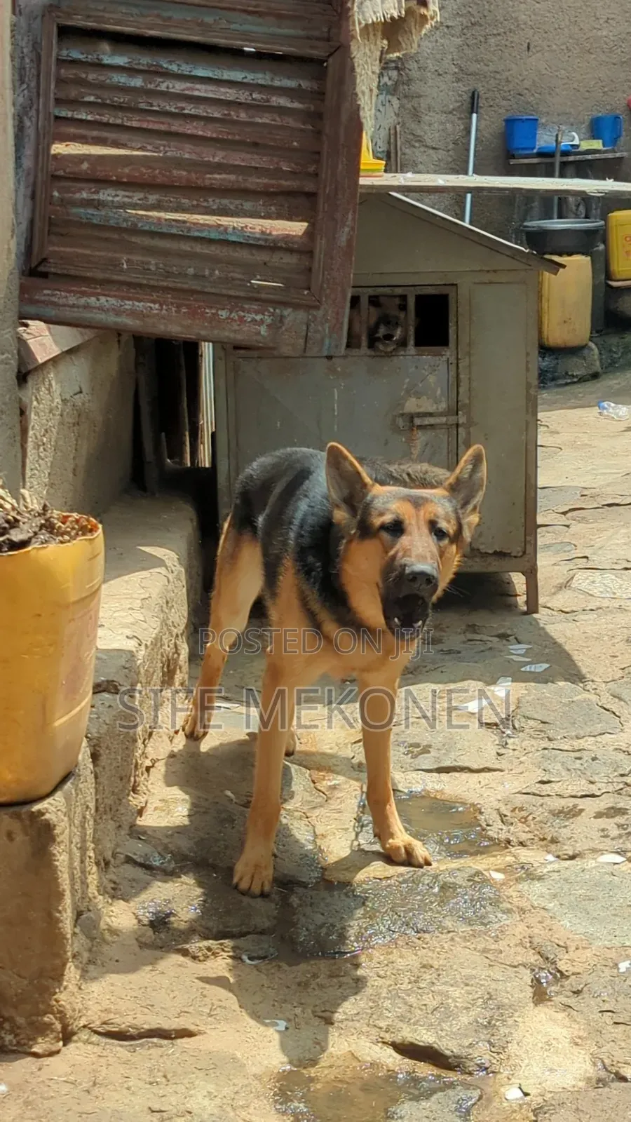 3-6 months Male Purebred German Shepherd