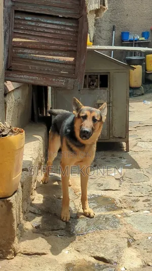 3-6 months Male Purebred German Shepherd