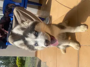 3-6 months Female Purebred Siberian Husky