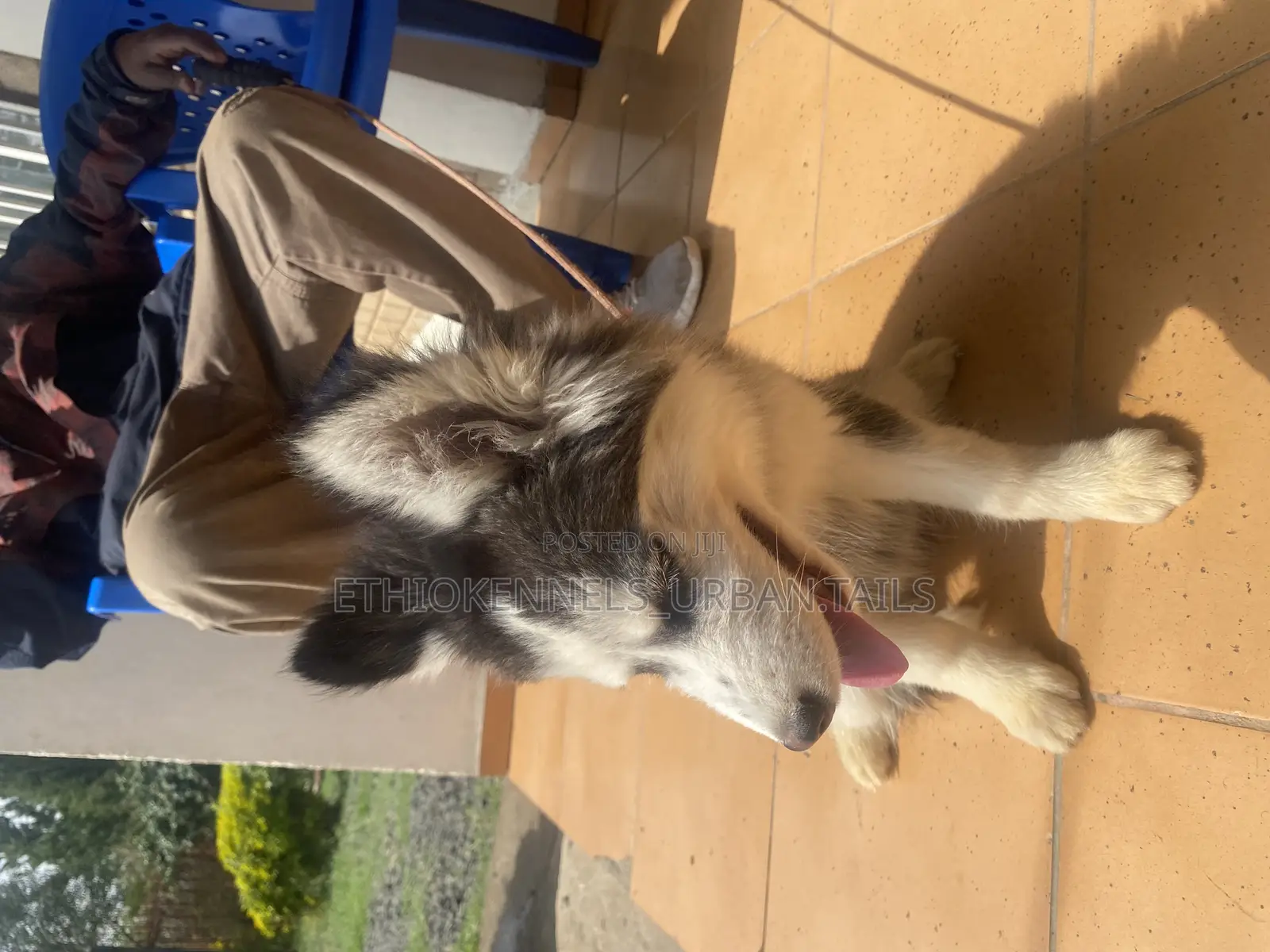3-6 months Female Purebred Siberian Husky