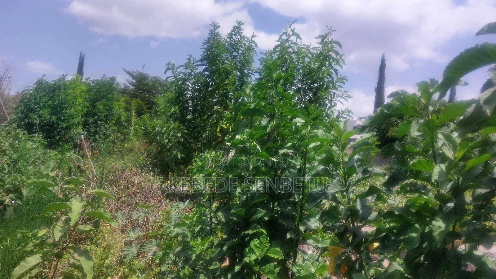 Land for Sale