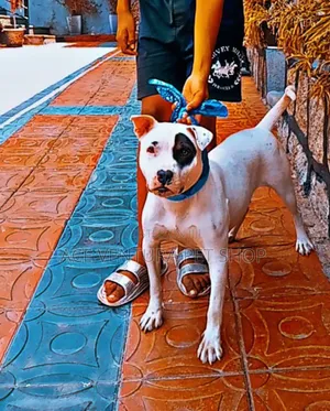 1-3 months Male Purebred American Pit Bull Terrier