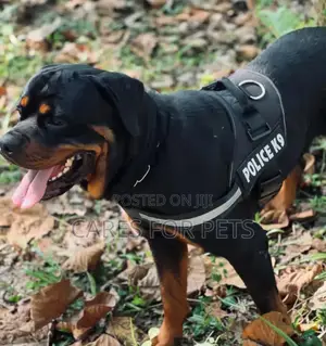 Top Harness_black