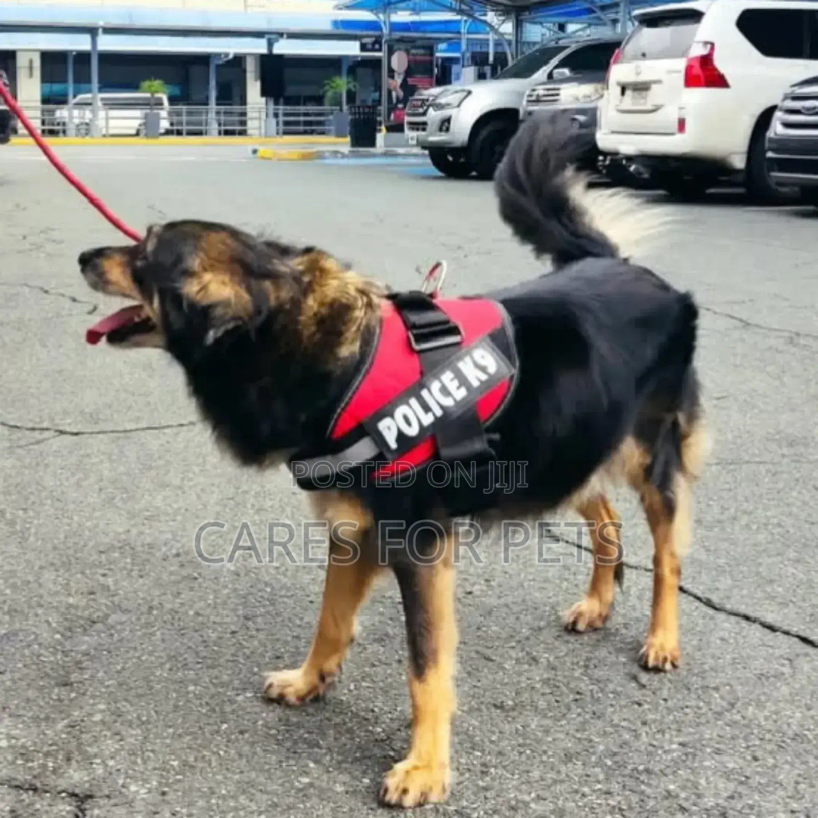 Top Harness_red