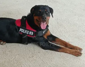 Top Harness_red