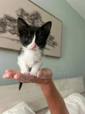 1-3 months Male Purebred Abyssinian