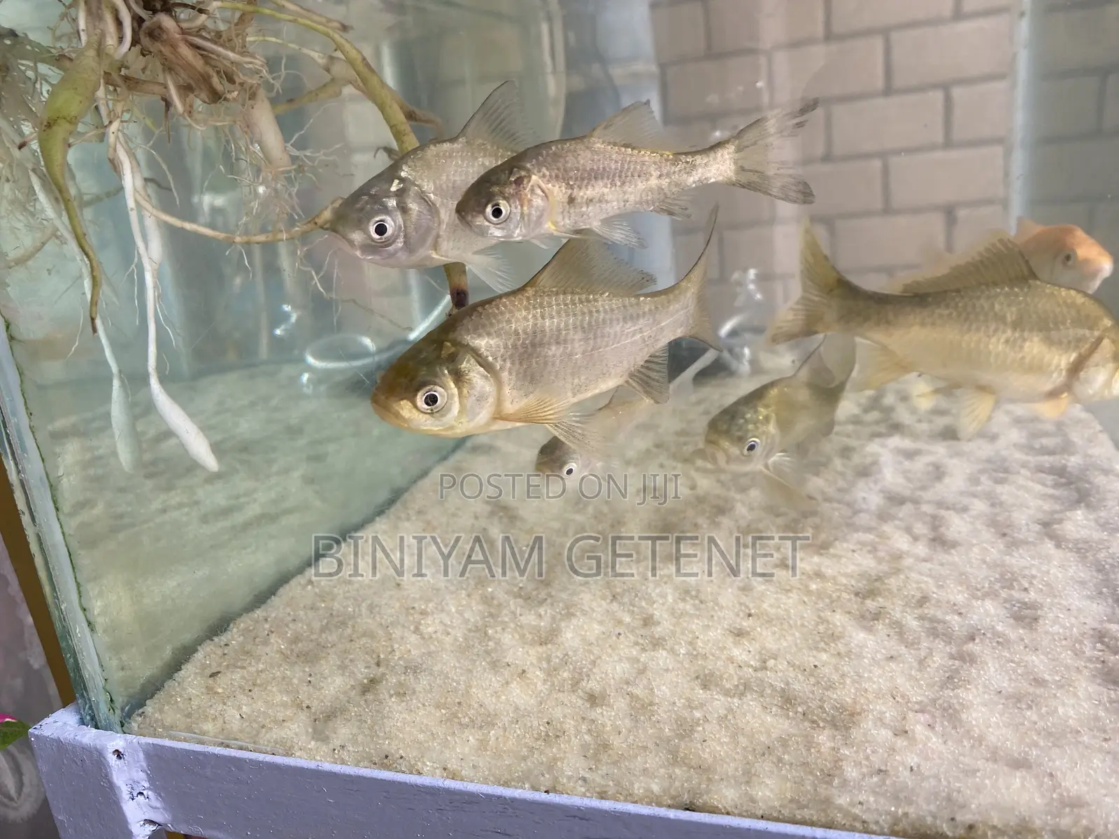 Silver Fish