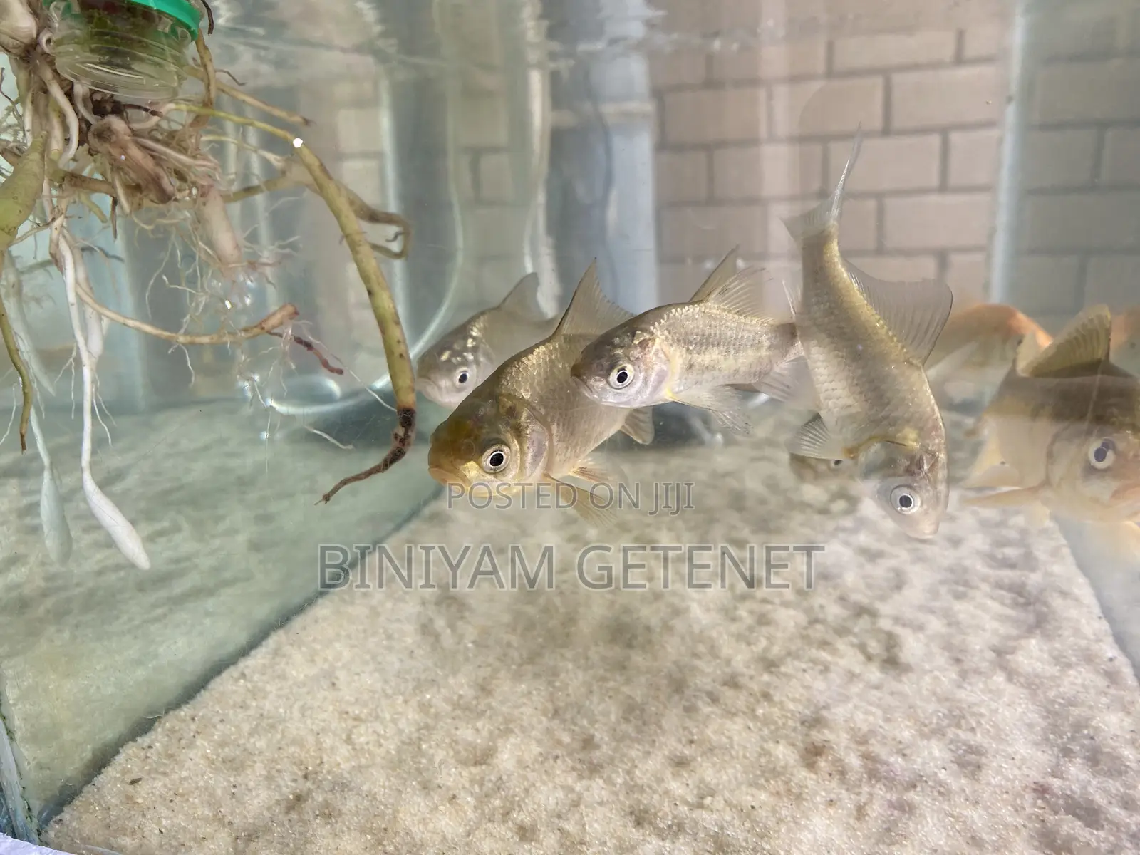 Silver Fish