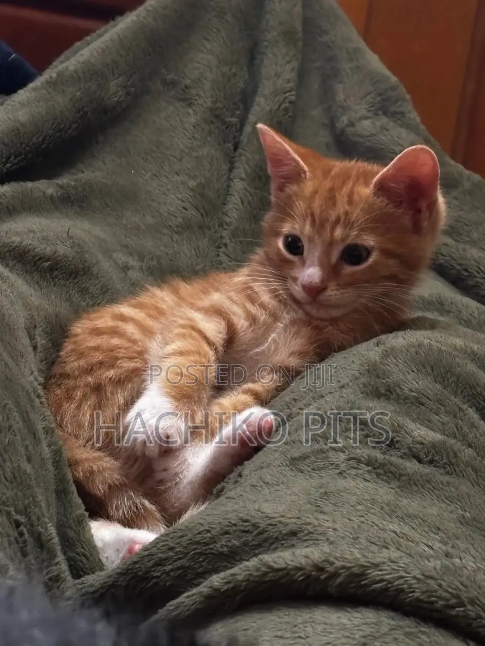 1-3 months Male Purebred American Shorthair