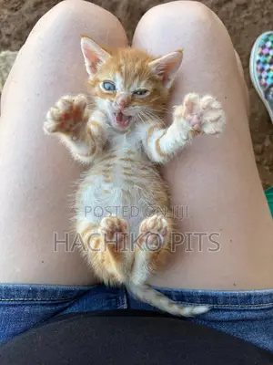1-3 months Male Purebred American Shorthair