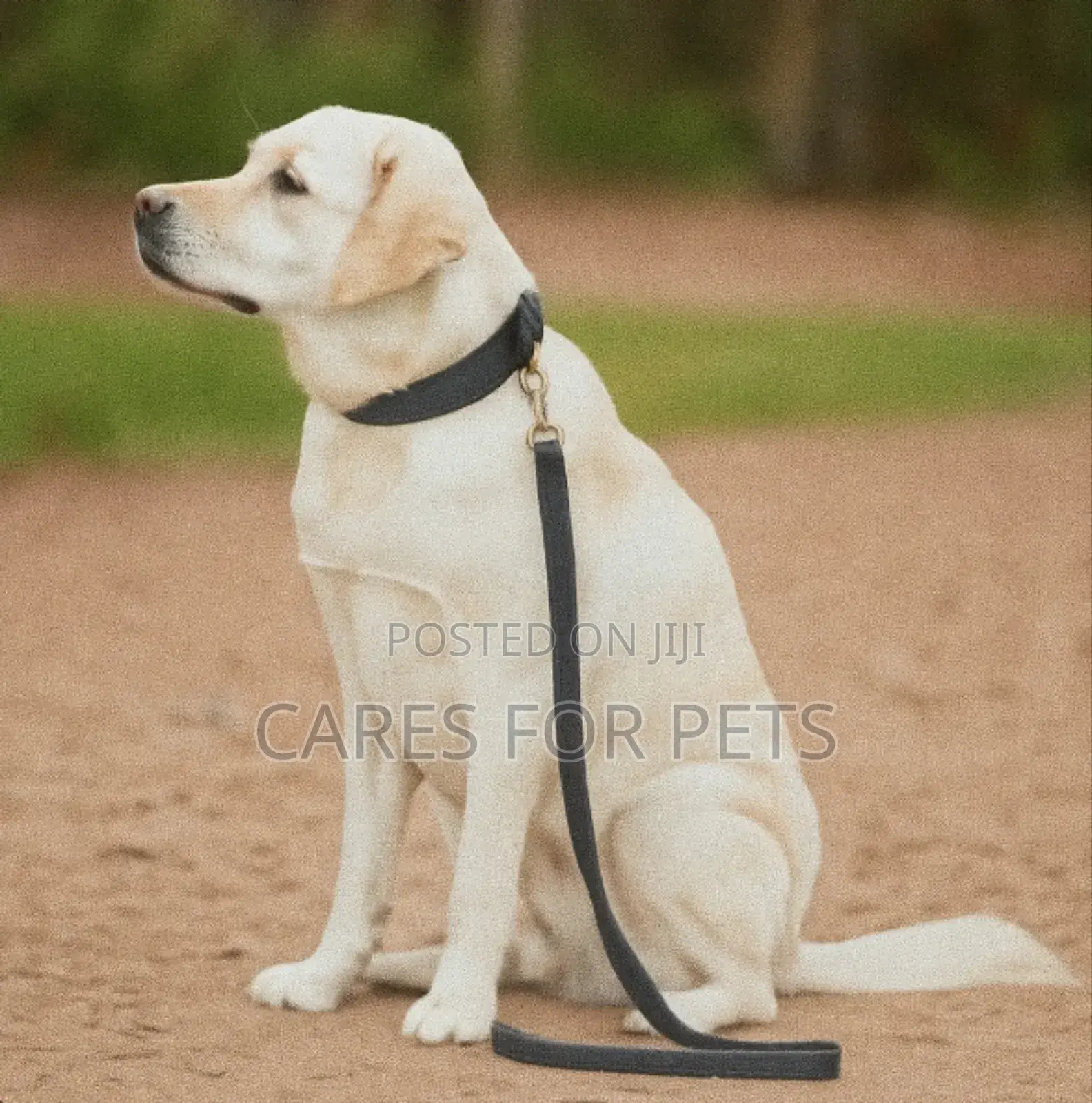 የውሻ መሳያቢያ Dog Lead/Leash
