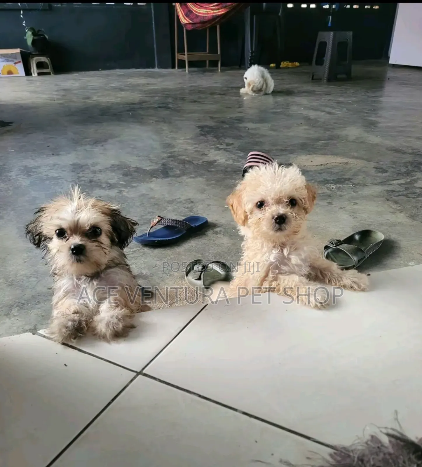 1-3 months Male Purebred Maltese