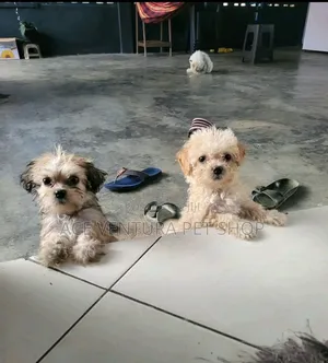 1-3 months Male Purebred Maltese
