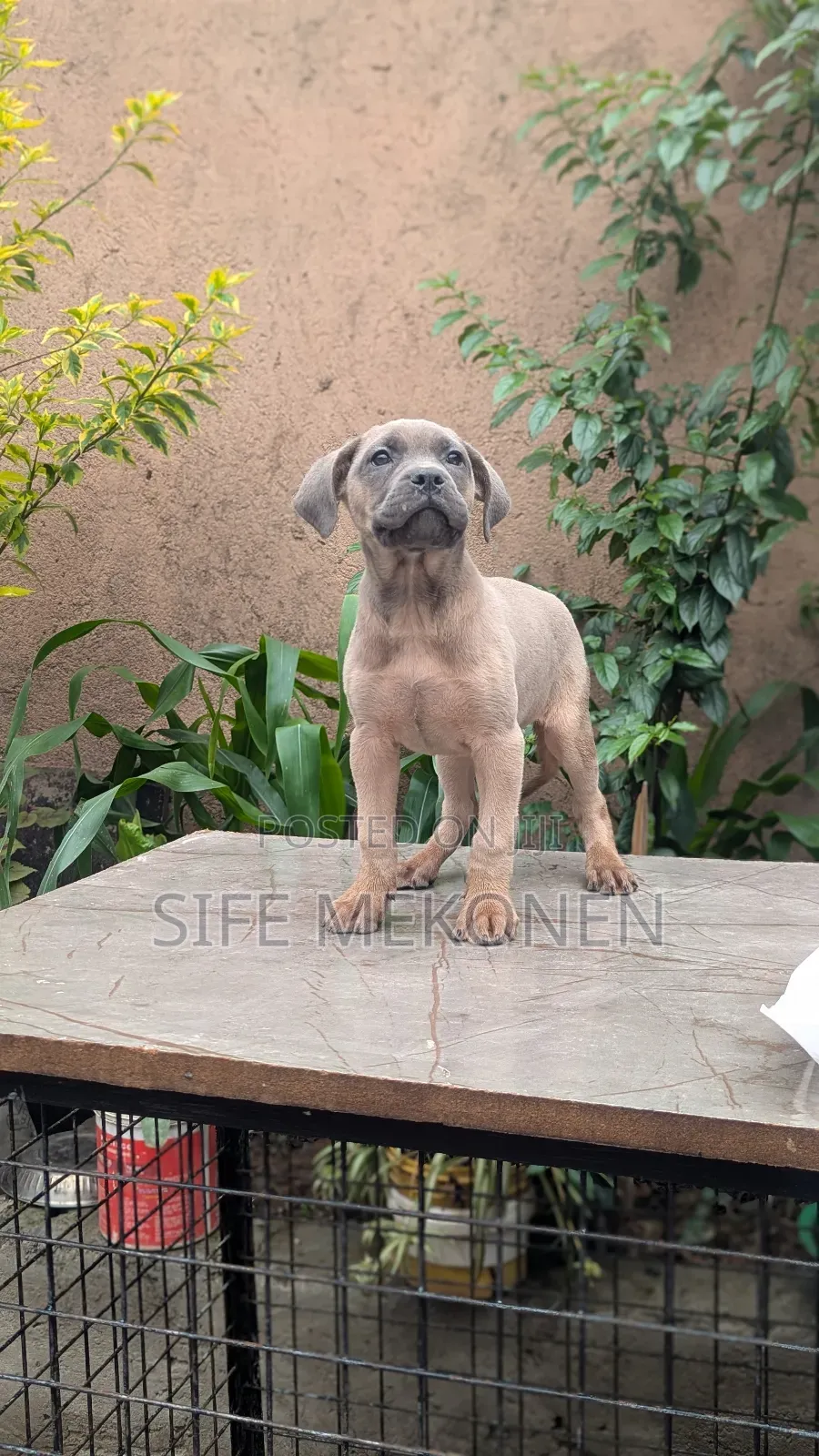 1-3 months Female Purebred American Pit Bull Terrier