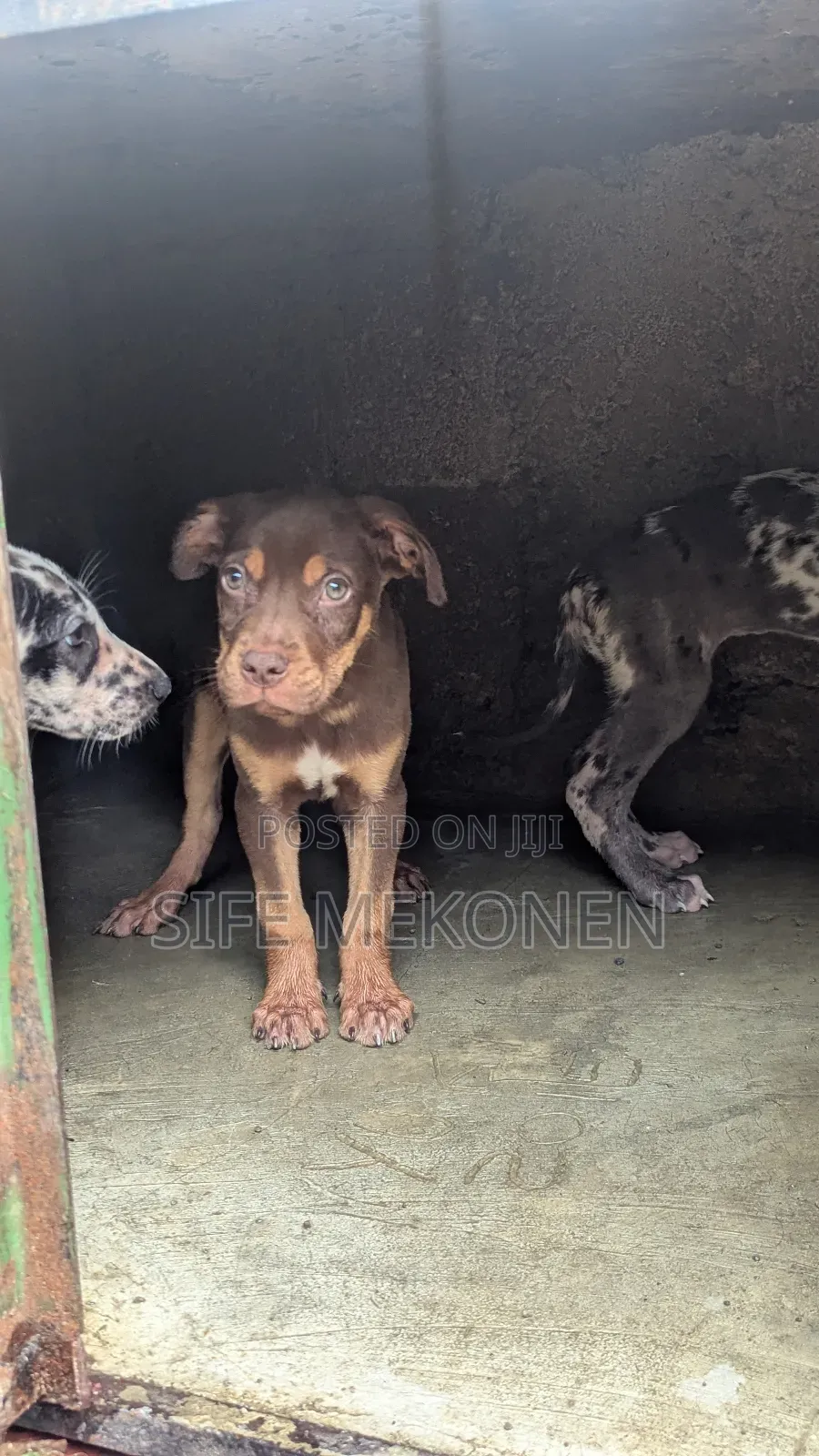 1-3 months Male Purebred American Pit Bull Terrier