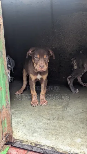 1-3 months Male Purebred American Pit Bull Terrier