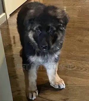 1-3 months Male Purebred German Shepherd